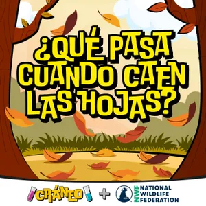¿Qué pasa cuando caen las hojas? La sorpresa del otoño