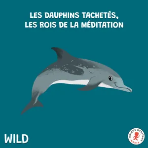 Les Dauphins tachetés, rois de la méditation