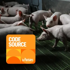 En Bretagne, un élevage de porcs « modèle » accusé de maltraitance