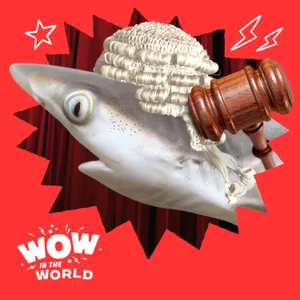 Baby Shark Case: Did Scientists Finally Find the First Baby Great White Shark?