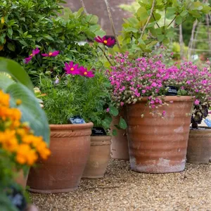 507: Heatwave survival guide for pots and powdery mildew mayhem