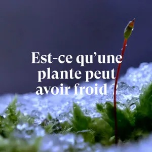 Est-ce qu'une plante peut avoir froid ?