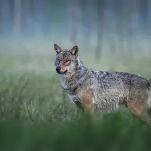 La hora rándom: Paseando con lobos