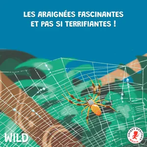 Les araignées fascinantes et pas si terrifiantes, épisode 2