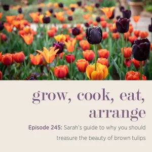 Sarah’s guide to why you should treasure the beauty of brown tulips - Episode 245