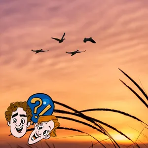 Sind Vögel am Morgen auch mal müde?