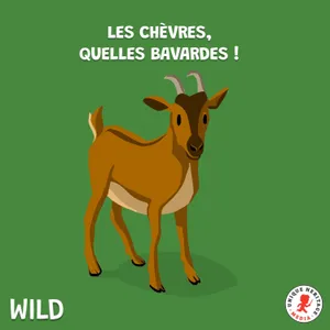 Les chèvres, quelles bavardes !