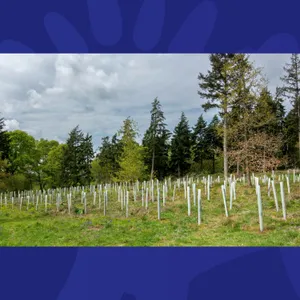 Half A Million Trees To Be Planted In England – Should Ireland Do The Same?