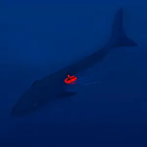 The Sea Troll: An Everlasting Shark?
