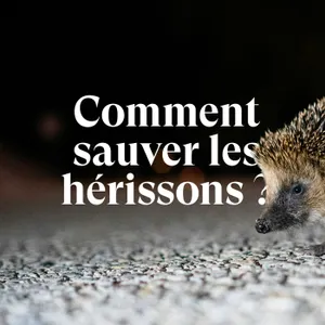 Comment sauver les hérissons ?