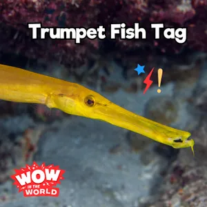 Trumpet Fish Tag