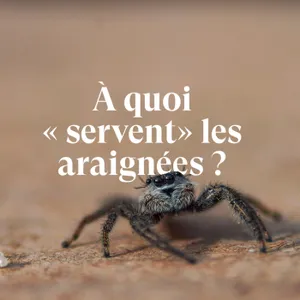 Ça "sert" à quoi les araignées 🕷️ ?