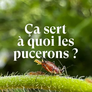 Ça sert à quoi les pucerons ?
