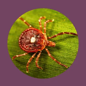 Ticks are spreading more than just Lyme disease