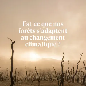 Est-ce que les forêts s'adaptent au changement climatique ? -  Extrait de l'entretien avec Laurent Tillon