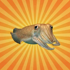 La seiche commune, véritable caméléon des mers !