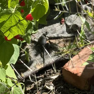 How do lizards grow their tails back?