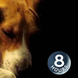 Calma a tu perro | Los sonidos de la lluvia relajan a los perros ansiosos (8 horas)