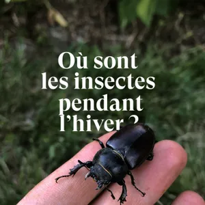 Où sont les insectes pendant l'hiver ? [Partie 1]