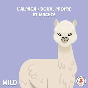 L'Alpaga : doux, propre et macho !