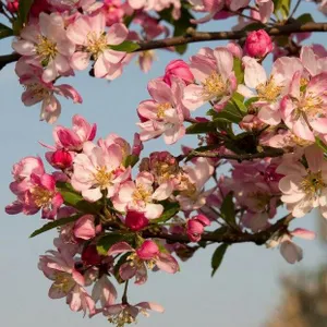 Wild about gardens: from birds to blossom