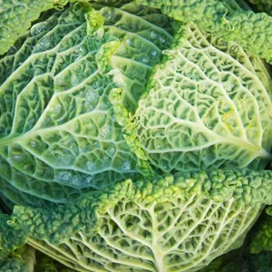 Helping hedgehogs, DIY potting mix, and crispy cabbages