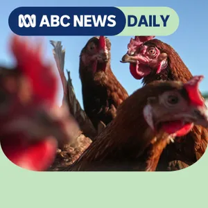 What happens when bird flu hits egg farms?