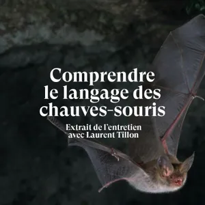 Comprendre le langage des chauves-souris - Extrait de l'entretien avec Laurent TIllon
