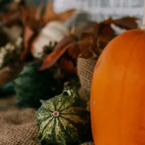 Halloween Harvest Under Threat