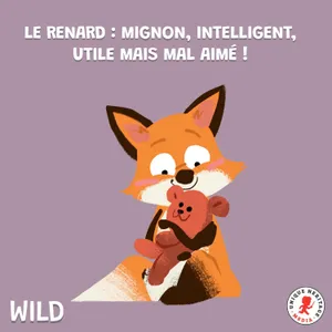 Le renard : mignon, intelligent, utile mais mal aimé ! (2/2)