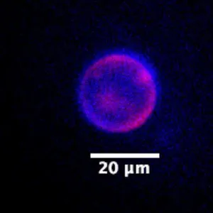 ‘Beautiful blobs’: can scientists build life from scratch?