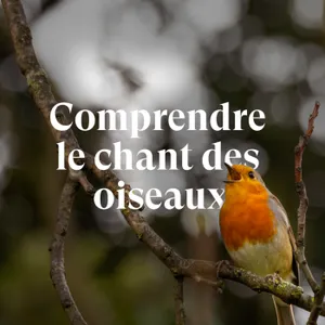 Comprendre le chant des oiseaux - Avec Julien Perrot