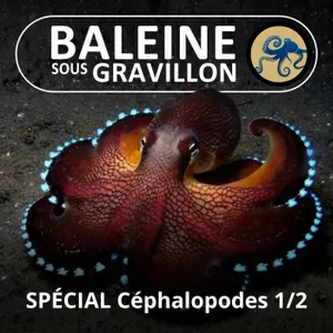 Les Céphalopodes 1/2 : Poulpes, Calmars, Seiches et même... Vampire ! (Marjorie Roscian)