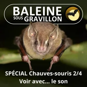 SPÉCIAL Chauves-souris 2/4 : Voir dans la nuit... avec le son !