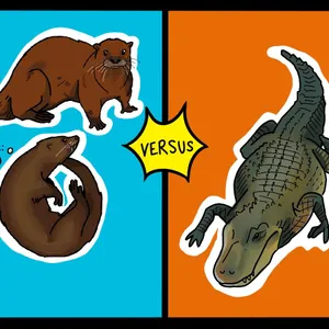 Alligators vs Otters