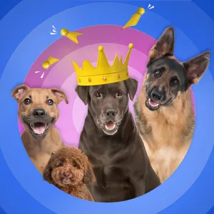 (6/12) Hunde – Hat Nico den richtigen Riecher fürs Gebell?