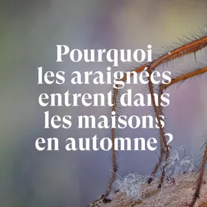 Pourquoi les araignées entrent dans les maisons en automne?