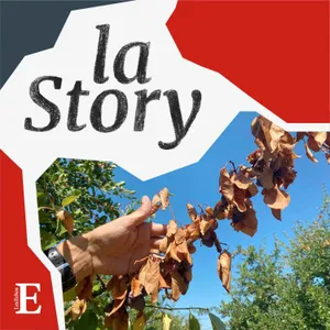 Les agriculteurs face à la sécheresse (2/2) : les producteurs de pruneaux d'Agen s'adaptent