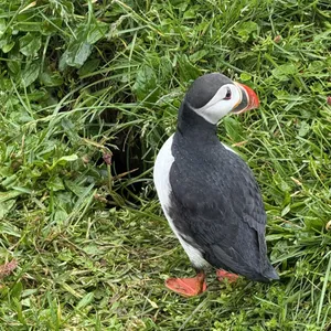 Why are puffins' beaks so colorful?