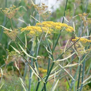 501: After the heat, multifunctional fennel, and roses 101