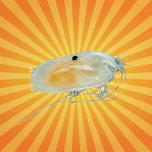 L’ostracode, minuscule crustacé qui éclaire le passé