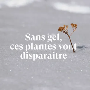 Sans gel, ces espèces vont disparaître