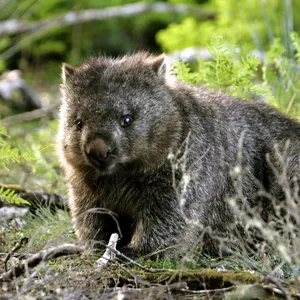 Kinderhörspiel - Australien, ich komme!