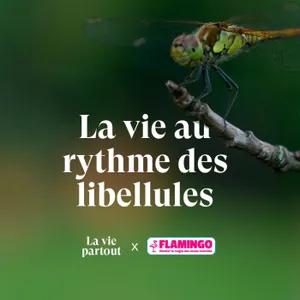 Comprendre les libellules pour protéger les zones humides -  Entretien avec Philippe Lambret en collaboration avec Flamingo.eco