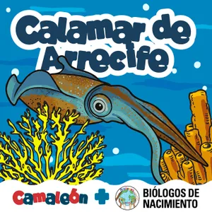 (Reposición) Calamar de Arrecife: El lenguaje de los colores