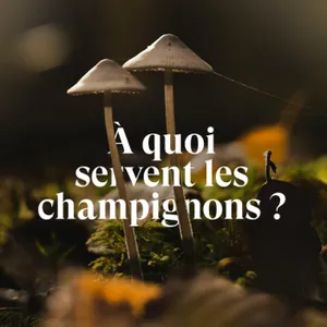 À quoi "servent" les champignons ?