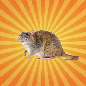 Le rat brun crée son propre langage pour survivre en ville !