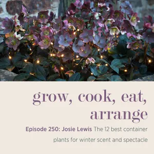 Josie Lewis: The 12 best container plants for winter scent and spectacle - Episode 250