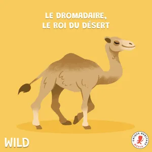 Le Dromadaire, le roi du désert