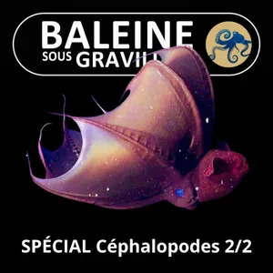 Les Céphalopodes 2/2 : Poulpes, Calmars, Seiches et même... Vampire ! (Marjorie Roscian)
